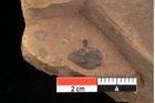 Foto (Detailansicht) von Pinus ciliata Ettingshausen (NHMW-GEO-2024-0188-0326)